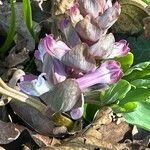 Corydalis solidaFlower