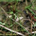 Caropsis verticillatoinundata Habitus