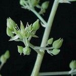 Sedum allantoides 花