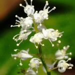Maianthemum bifolium Lorea