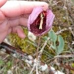 Fritillaria tubaeformis Õis