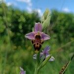 Ophrys scolopaxFlor