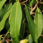 Quercus myrsinifolia ഫലം