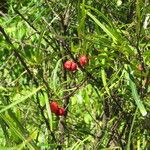 Malpighia linearis Hoja