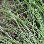 Isolepis cernua Flower