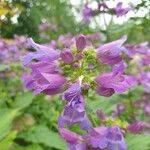 Penstemon serrulatus