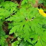 Anemone ranunculoides Leaf