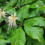 Aesculus parviflora Hoja