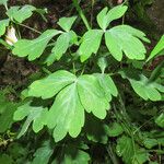 Aquilegia vulgaris Leaf