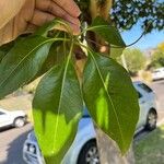 Lophostemon confertus Leaf