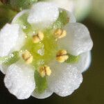 Corrigiola telephiifolia Flower