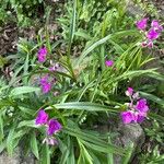 Tradescantia gigantea Flor