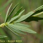 Thalictrum simplex Deilen