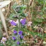 Echium vulgareFlor