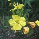 Oenothera rubricaulis Kvet