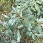 Elaeagnus commutata Blatt