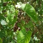 Camonea umbellata Leaf