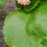 Kalanchoe crenata Leaf