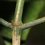 Psychotria panamensis Bark