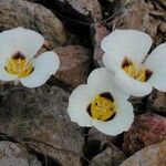 Calochortus leichtlinii Flower