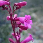 Penstemon clevelandii Květ