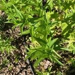 Epilobium tetragonum Лист