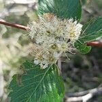 Sorbus mougeotii Blodyn