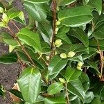 Camellia japonica Лист