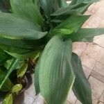 Aspidistra elatior Лист