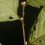 Licania costaricensis