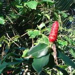 Costus woodsonii Blüte