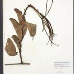 Mandevilla javitensis Beste bat