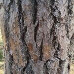 Pinus pinea Casca