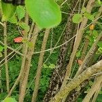 Aronia × prunifolia Kabuk