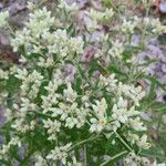 Pseudognaphalium californicum Flower