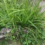 Panicum maximum Hoja