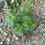 Tagetes filifolia Blatt