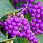 Callicarpa americanaFruit