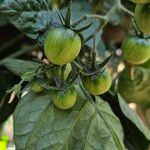 Solanum lycopersicum Фрукт