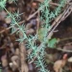 Asparagus acutifolius Blatt