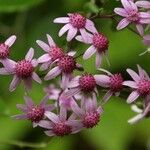 Pericallis aurita Blomma