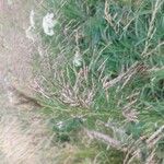 Bromus inermis Flower