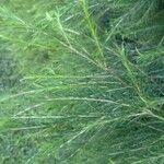 Melaleuca alternifolia Yaprak