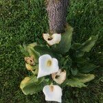 Zantedeschia aethiopica Elinympäristö