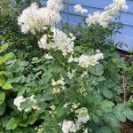 Thalictrum aquilegiifoliumFlor