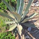 Agave asperrima Leaf