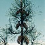 Pinus attenuata অভ্যাস