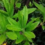 Rhododendron calendulaceum Blatt