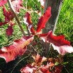 Quercus falcata Leaf