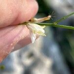 Anthericum ramosum Blüte